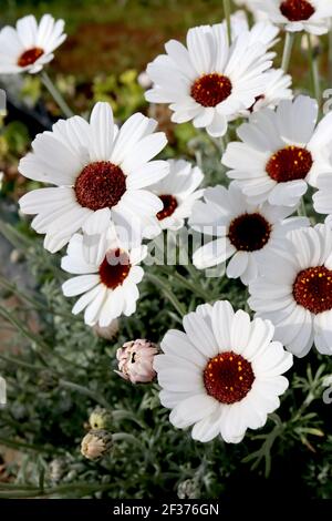 Argyranthemum frutescens ‘Grandaisy Ivory Halo’ Marguerite Daisy – weiße Gänseblümchen-ähnliche Blüten mit gelbem Zentrum, März, England, Großbritannien Stockfoto