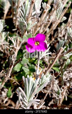 Lavendula angustifolia und Aubrieta ‘Gloria’ Englische Lavendel- und Felskresse Gloria, März, England, Großbritannien Stockfoto