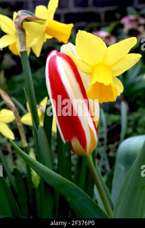 Tulipa ‘the First’ Kaufmanniana 12 die erste Tulpe – cremige weiße Tulpen mit rotem Flush, gelber Basis, März, England, Großbritannien Stockfoto