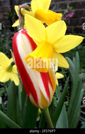 Tulipa ‘the First’ Kaufmanniana 12 die erste Tulpe – cremige weiße Tulpen mit rotem Flush, gelber Basis, März, England, Großbritannien Stockfoto