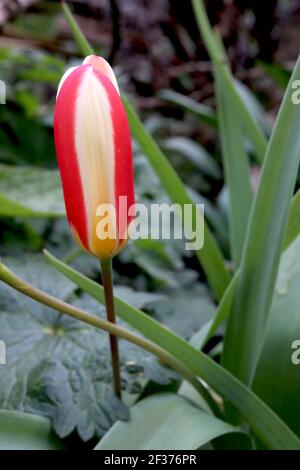 Tulipa ‘the First’ Kaufmanniana 12 die erste Tulpe – cremige weiße Tulpen mit rotem Flush, gelber Basis, März, England, Großbritannien Stockfoto