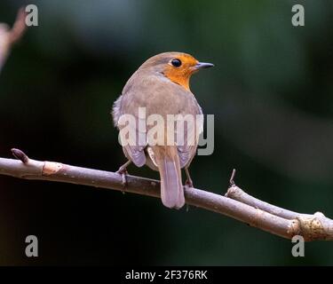 Robin (Erithacus rötella) auf einem Zweig, Frühling, Edinburgh, Großbritannien. Stockfoto