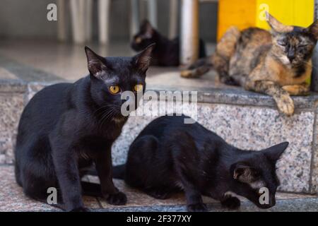 Obdachlose hungrige schwarze Katzen sitzen auf den Stufen des Gebäudes, helfen einsamen Tieren ohne ein Zuhause Stockfoto