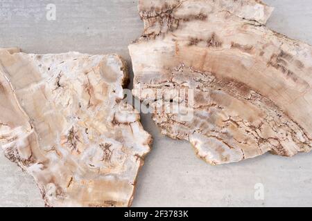 Ein Fossil aus Holz Tausende von Jahren alt Stockfoto