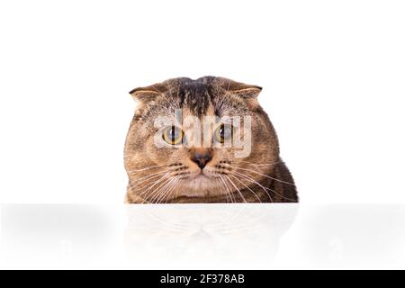 Eine braune Scottish Fold Katze mit gelben Augen, die hinter einem weißen Tisch herausguckt. Die Katze guckte neugierig vom weißen Tisch. Nahaufnahme eines ernsten Stockfoto