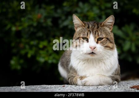 Porträt einer streunenden Katze im Fokus. Streunende Katze und Ivies auf dem Hintergrund. Stockfoto