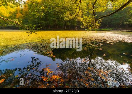 HDR-Foto der gefallenen Blätter und moosbedeckten See im Wald im Herbst. Herbsthintergrundfoto. See und Wald. Landschaft des Sees im Herbst Stockfoto