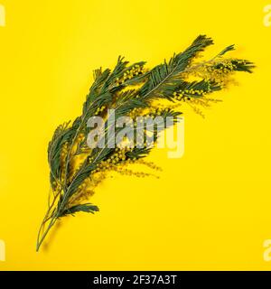 Ast von Acacia dealbata, die silberne Wattle, blaue Wattle und Mimosa isoliert auf gelbem Hintergrund. Konzept der Frühlingsfeier. Stockfoto