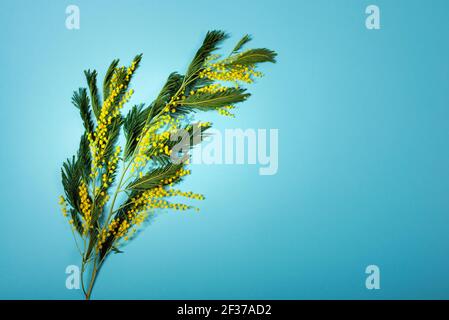 Ast von Acacia dealbata, die silberne Wattle, blaue Wattle und Mimosa isoliert auf blauem Hintergrund. Spring celebration Concept Banner mit Kopierfläche. Stockfoto