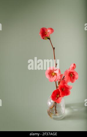 Japanischer Quint (Chaenomeles japonica) in einer kleinen Glasvase. Weiche Pastellfarben. Blumen Hintergrund.Chaenomeles japonica 'sargentii'. Japanischer Quitte Stockfoto