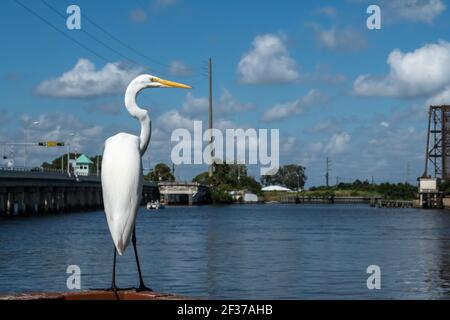 Großer weißer Reiher Vogel, der auf dem Pier in der Nähe von St. Lucie River, Downtown historisches Stuart, Florida ruht. Stockfoto
