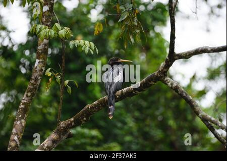 Ein schwarz-weiß gefiederter Anhinga-Vogel thront auf einem Baum Stockfoto