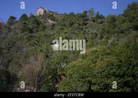 Blick auf einen schönen mediterranen Wald im Winter Stockfoto