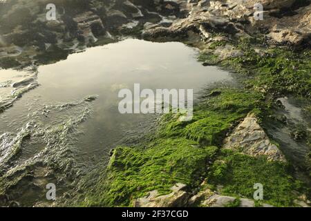 Ein klarer, kühler Felsenpool, der langsam gefüllt wurde Von krachenden atlantischen Wellen im Sturm und umgeben von Klare grüne Algen Stockfoto