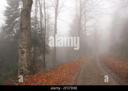 Seltsame verdrehte Bäume im Wald Stockfoto