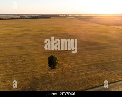 Luftaufnahme von landwirtschaftlichen Parzellen verschiedener Kulturen. Ein eineinbunter Baum in der Mitte eines Feldes. Heuballenfelder und Ackerland von Litauen. Sonniger Sommer e Stockfoto