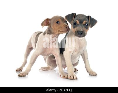 brasilianische Terrier vor weißem Hintergrund Stockfoto