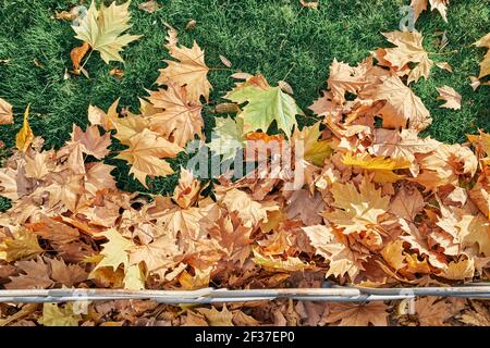 Verwelkte Blätter auf dem Gras im Park Stockfoto