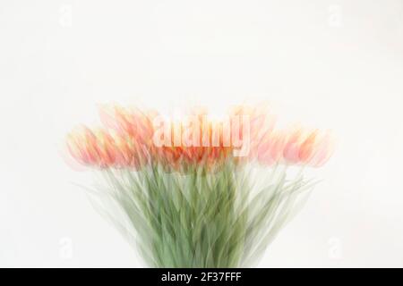 Abstrakte Ansicht der Reihe von roten und gelben Tulpen in Blasser Hintergrund Stockfoto