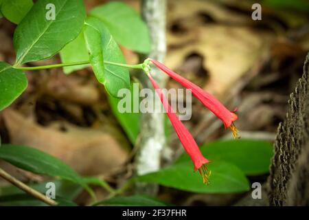 Blüten einer einheimischen Korallenwabenspatze (Lonicera sempervirens). Raleigh, North Carolina. Stockfoto