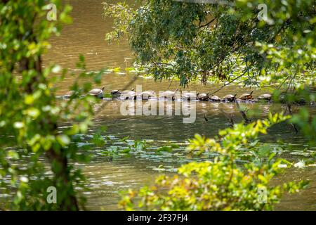 Mehrere Eastern River Ballermann (Pseudemys concinna concinna) sonnen sich in der Sonne auf einem Baumstamm im See. Durant Nature Preserve, Raleigh, North Carol Stockfoto