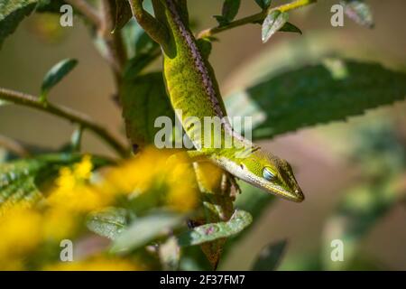 Eine grüne Anole (Anolis carolinensis) kühlt, während sie die Sonne aufsauge. Gut für ein entspannendes Meme. Stockfoto