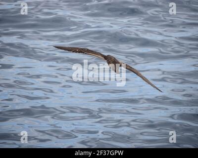 Flesh-footed Shearwater (Puffinus carneipes) über dem südlichen Ozean, Bremer Canyon, Albany, Western Australia Stockfoto