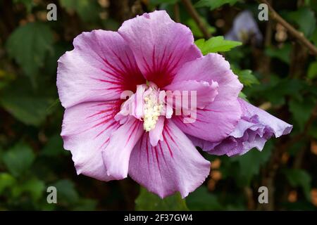 Nahaufnahme einer wunderschönen rosa violetten Hibiscus syriacus (Rose of Sharon) Blume. Stockfoto