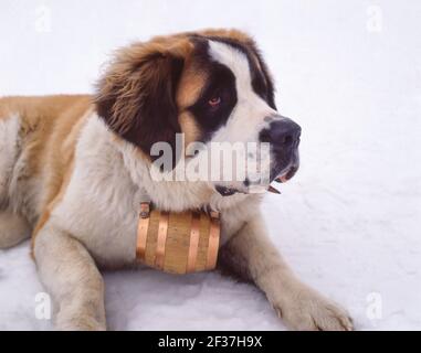 Ein langhaariger St. Bernard Hund mit Whisky-Fass Kragen, Zermatt, Wallis, Schweiz Stockfoto