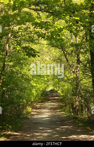 Ein schöner Wanderweg im grünen Park mit Sonne Strahlen brechen durch die hohen Äste Stockfoto