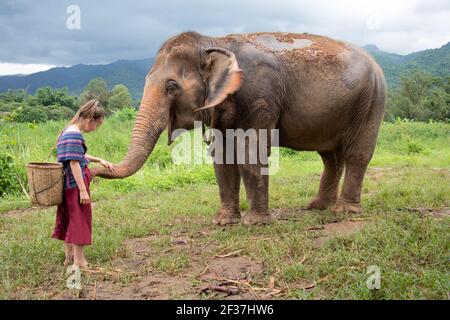 Nördlich von Chiang Mai, Thailand. Ein Mädchen füttert einen Elefanten in einem Heiligtum für alte Elefanten. Stockfoto