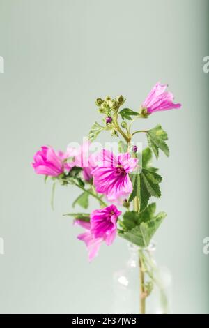 Malva sylvestris. Malva sylvestris, Malvenpflanze mit lila rosa Blüten. Blumenhintergrund. Stockfoto