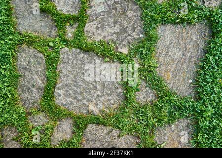 Ansicht von oben auf grau gemustert quadratischen Bürgersteig von einer Größe. Grünes Gras wächst in den Nähten. Außengestaltung Pflasterung Fliesen Hintergrund. Stockfoto