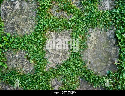 Ansicht von oben auf grau gemustert quadratischen Bürgersteig von einer Größe. Grünes Gras wächst in den Nähten. Außengestaltung Pflasterung Fliesen Hintergrund. Stockfoto