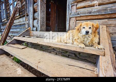 Hund bewacht ein Haus im Dorf Stockfoto