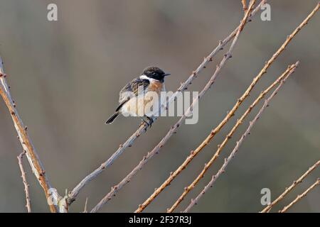 Männlicher Stonechat mit BTO Ring Forest of Dean UK Stockfoto