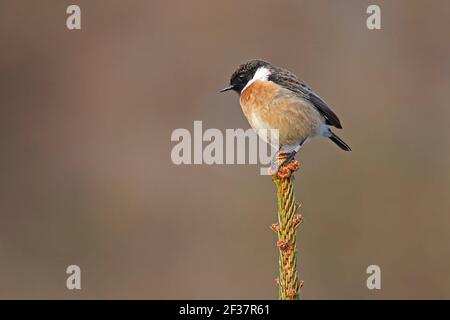 Männlicher Stonechat auf einem Nadelbaum mit BTO Ring Forest of Dean UK Stockfoto