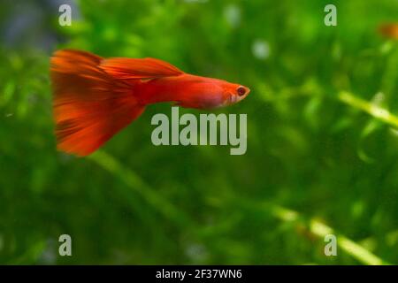 Albino männliche Vollrote Guppy (Poecilia reticulata) im bepflanzten Aquarium Stockfoto