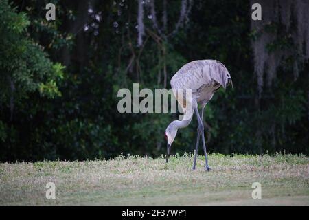 Ein Sandhügelkran auf der Suche nach Essen auf einem Golfplatz in Florida. Stockfoto