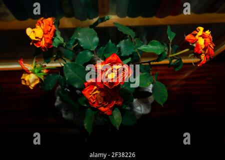 Rosen mit trockenen Blütenblättern . Blumen im Regal mit Büchern Stockfoto