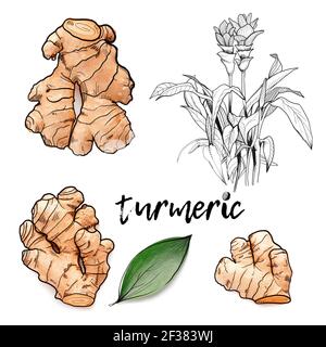 Illustrationen von Kurkuma Pflanze auf weißem Hintergrund Stockfoto