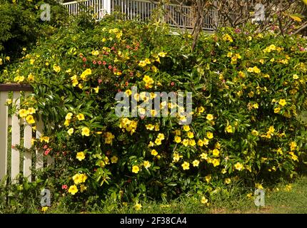 Kletterpflanze, Allamanda cathartica, mit Massen von leuchtend gelben Blüten und leuchtend grünen Blättern, die am Gartenzaun in Australien wachsen Stockfoto