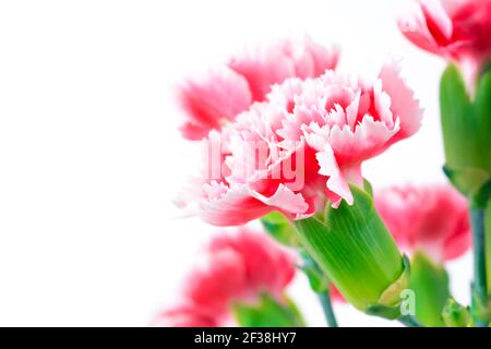 Schöne rosa Nelkenblumen auf weißem Hintergrund, Bordüre Design mit Kopierraum Stockfoto