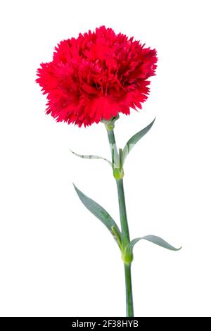 Schöne einzelne rote Nelkenblume isoliert auf weißem Hintergrund Stockfoto