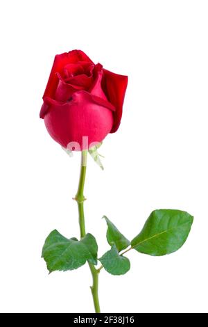 Schöne rote Rose mit isoliert auf weißem Hintergrund Stockfoto