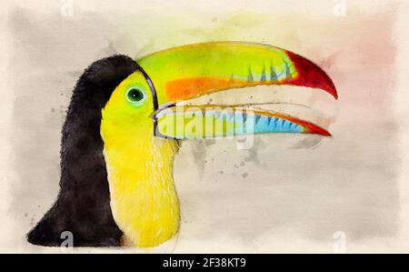 Rainbow abgerechnet Tukan digitale Aquarell Illustration Stockfoto