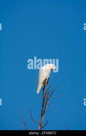 Little Corella Cacatua sanguineaund Stockfoto