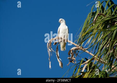 Kleine Corella auf einem Ast, Cacatua sanguinea Stockfoto