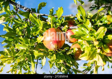Reife Pomegrates wachsen auf einem Baum, Stockfoto