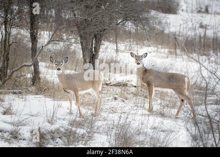 Zwei neugierige und wachsam weiße Schwanzhirsche stehen in schneebedecktem Feld in Ione, Washington. Stockfoto